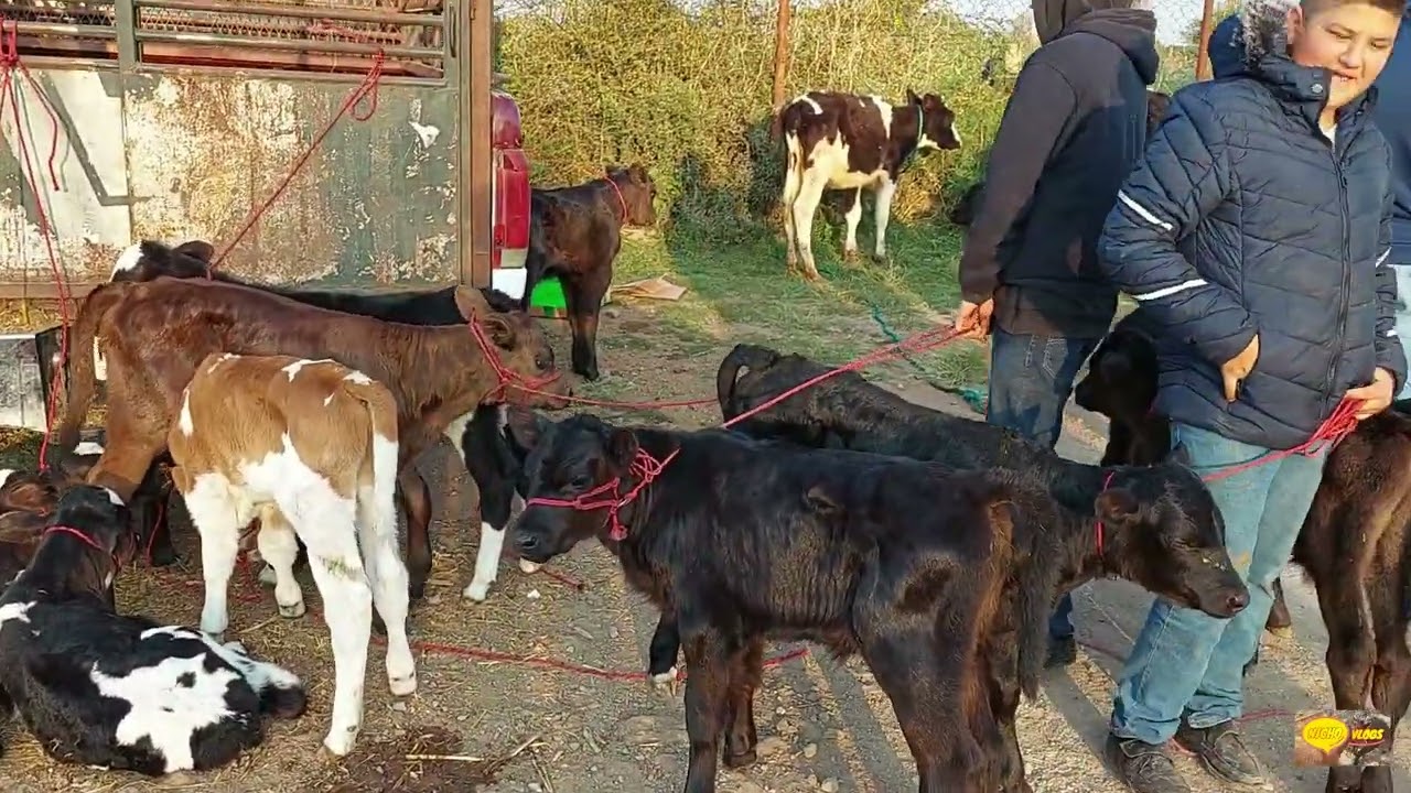 PLAZA GANADERA-JUEVES DE ATOTONILCO EL GRANDE HIDALGO,UN CABALLO DE 80 MIL PESOS,TOROS Y CERDOS..