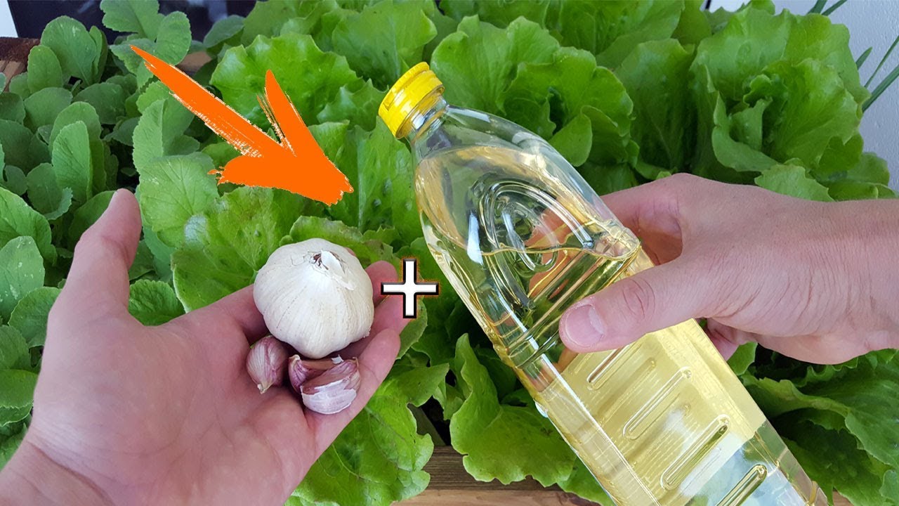 OLVÍDATE DE LAS PLAGAS: INSECTICIDA CASERO - MACERACIÓN ACEITOSA DE AJO -