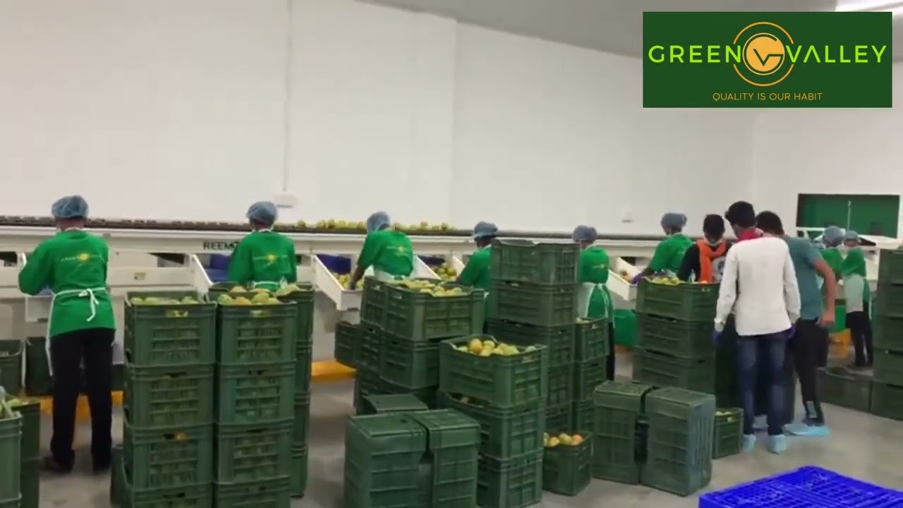 🍊🍊 Sorting the Best & Fine Quality of Nagpur Oranges.- Green Valley
