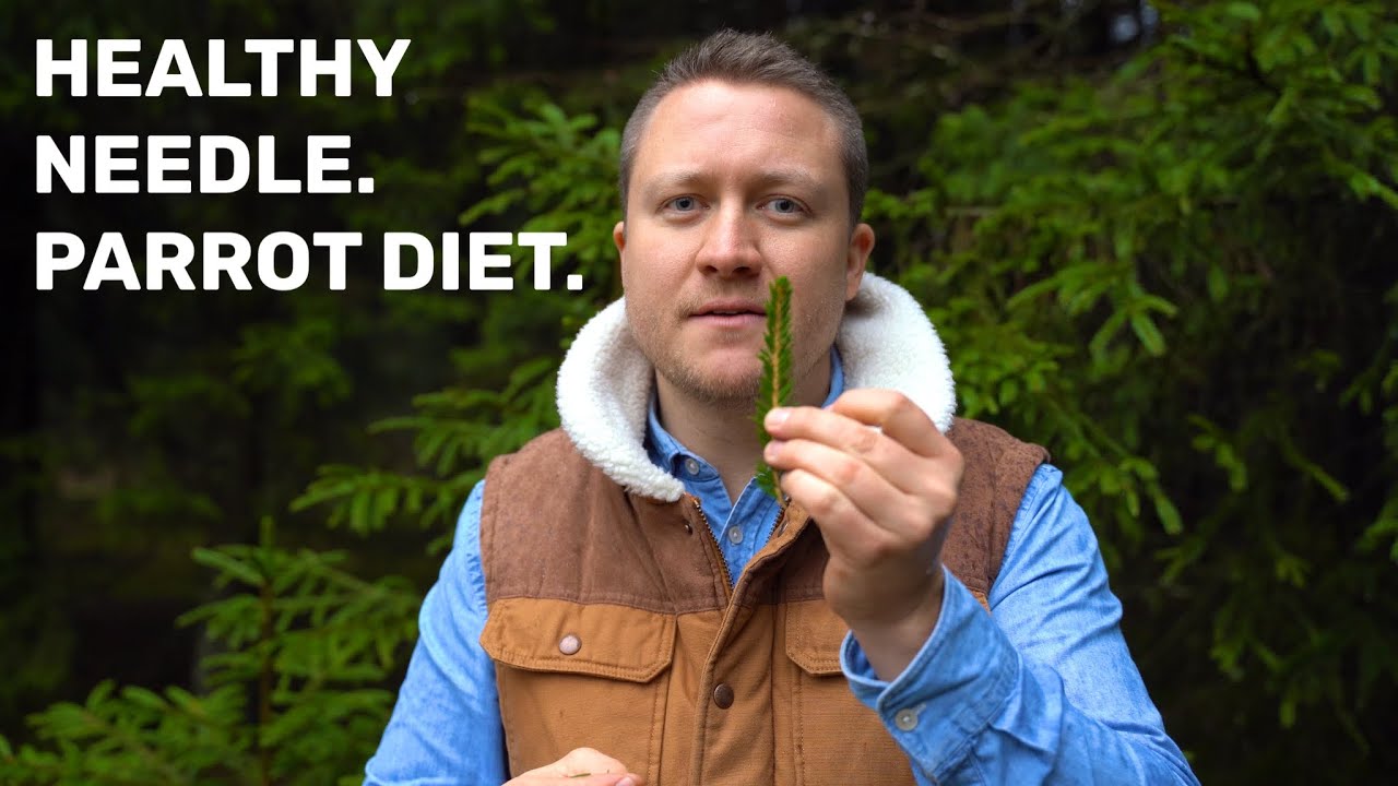 YOUR PARROT - Are pine and spruce trees healthy for your birds? PARROT DIET 101