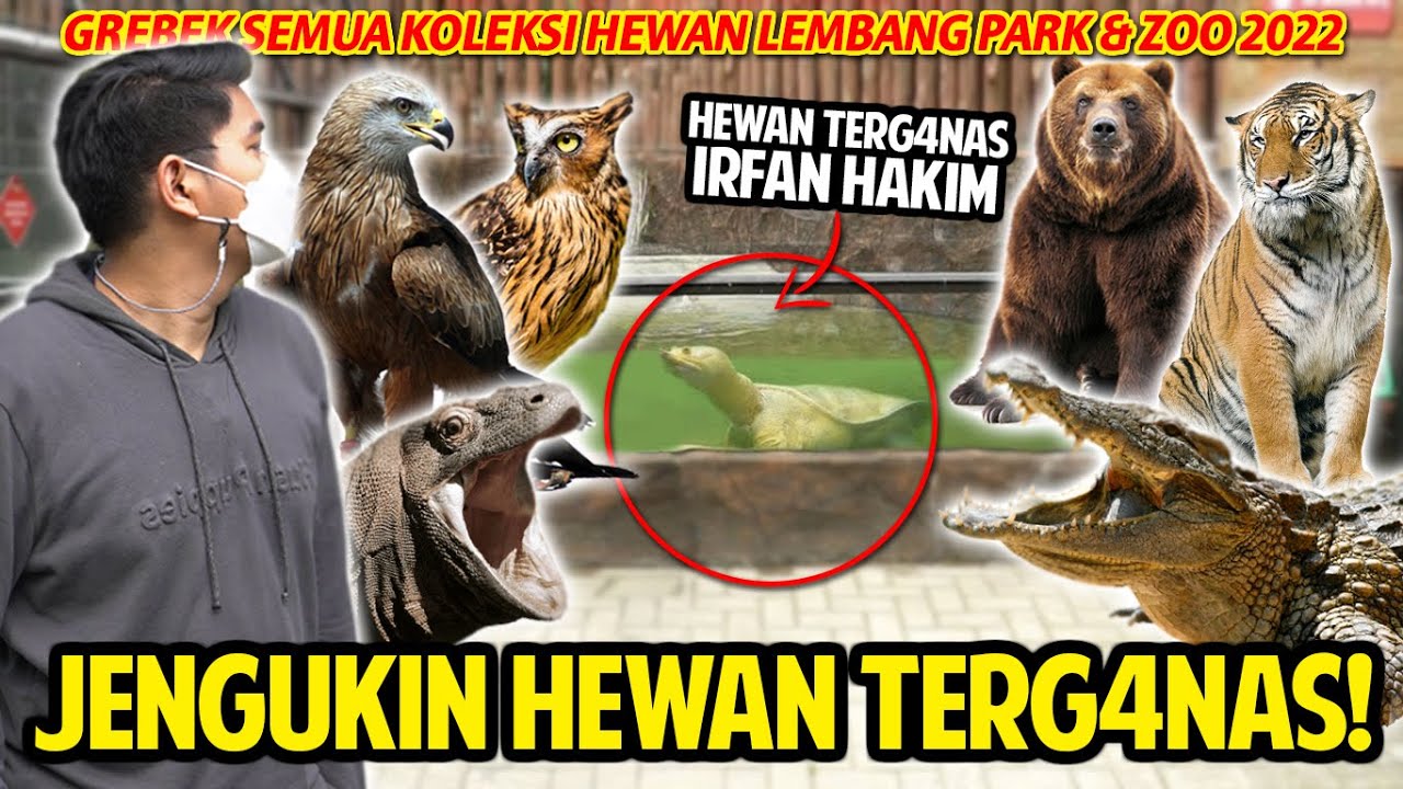 JENGUKIN HEWAN TERG4NAS IRFAN HAKIM DI LEMBANG PARK & ZOO! GREBEK SEMUA KOLEKSI HEWAN 2022 DISINI!