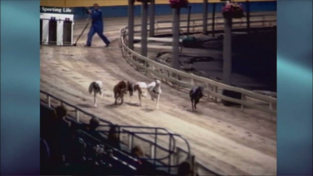1996 GREYHOUND DERBY FINAL - SHANLESS SLIPPY