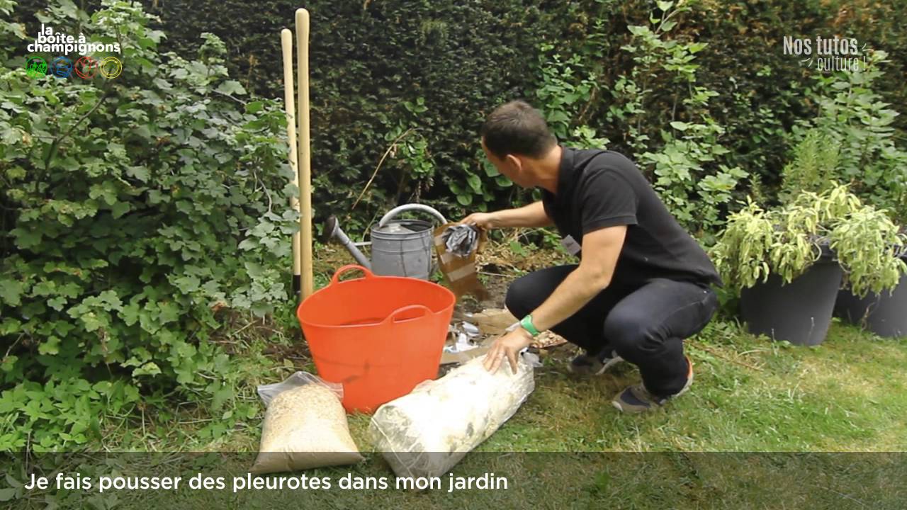 Jardinage 3 - Je fais pousser des pleurotes dans mon jardin