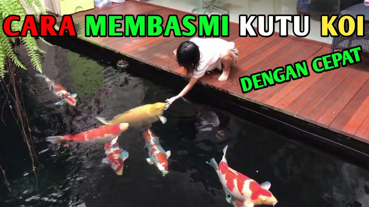 MENGOBATI KUTU IKAN KOI DENGAN CEPAT DAN AMPUH#IKANKOI#KUTUIKANKOI#KOIBLITAR#TIPSPERAWATANIKANKOI#