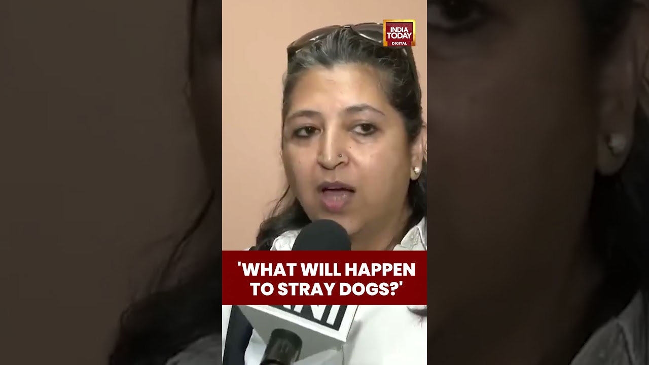 'What Will Happen To Stray Dogs': Delhi-NCR Resident Reacts to Apex Court's Stray Dog Decision