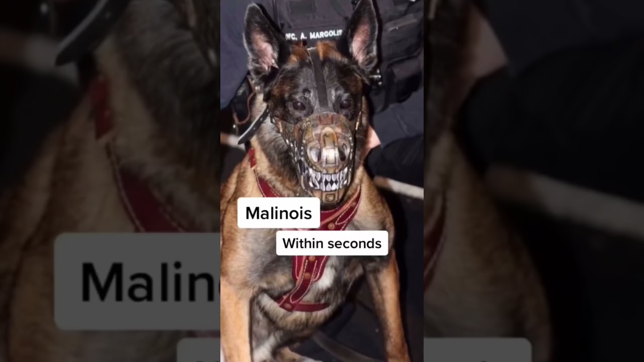 The most DANGEROUS dog breeds! #goldenretriever #scary #cute