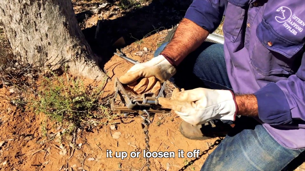 How to set a Wild Dog Trap - Flat Set