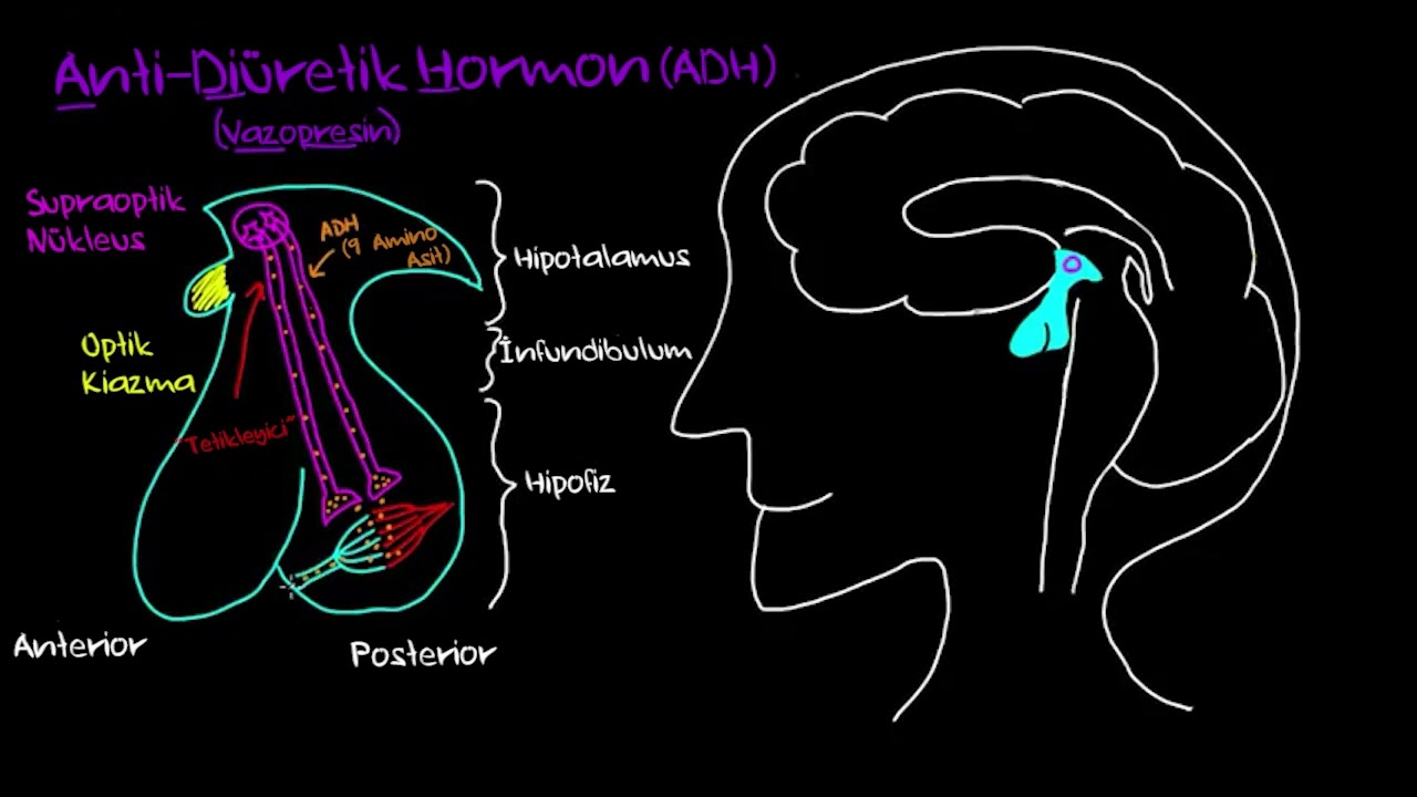 Antidiüretik Hormon (ADH) Salınımı (Sağlık Bilgisi ve Tıp)