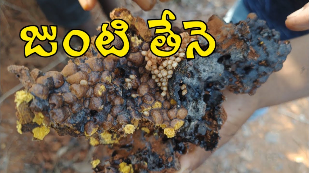 జుంటి తేనె దొరకడం చాలా అరుదు||wild honey hunting in india by tribes