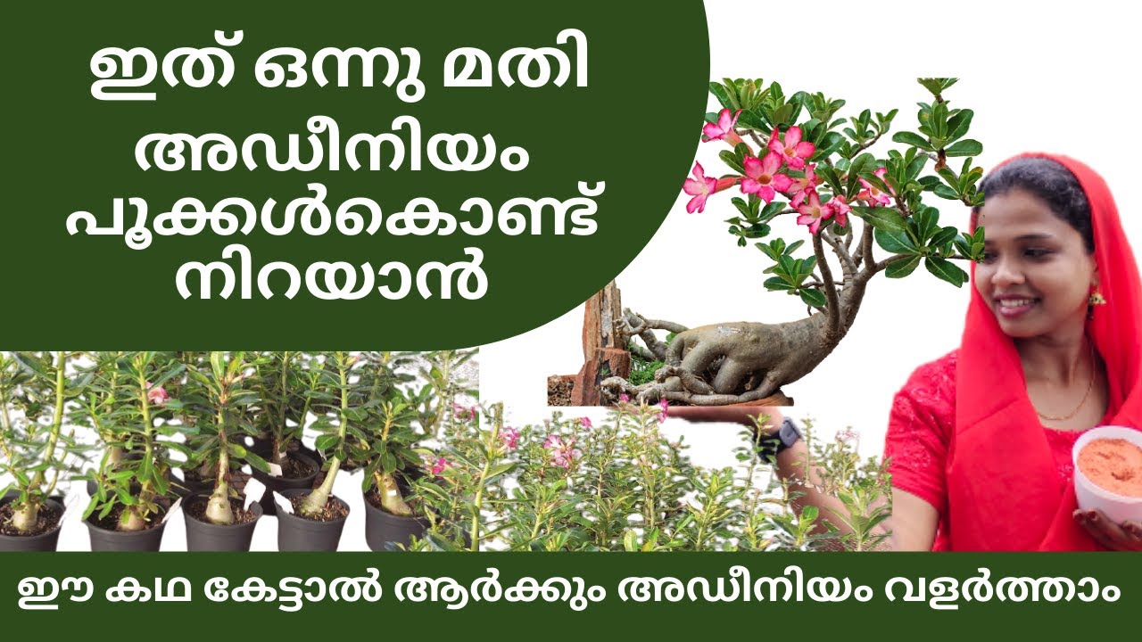 Adenium Pruning Tips to Increase Flowering  | Adenium flowering tips  |  അഡീനിയം അറിയേണ്ടതെല്ലാം