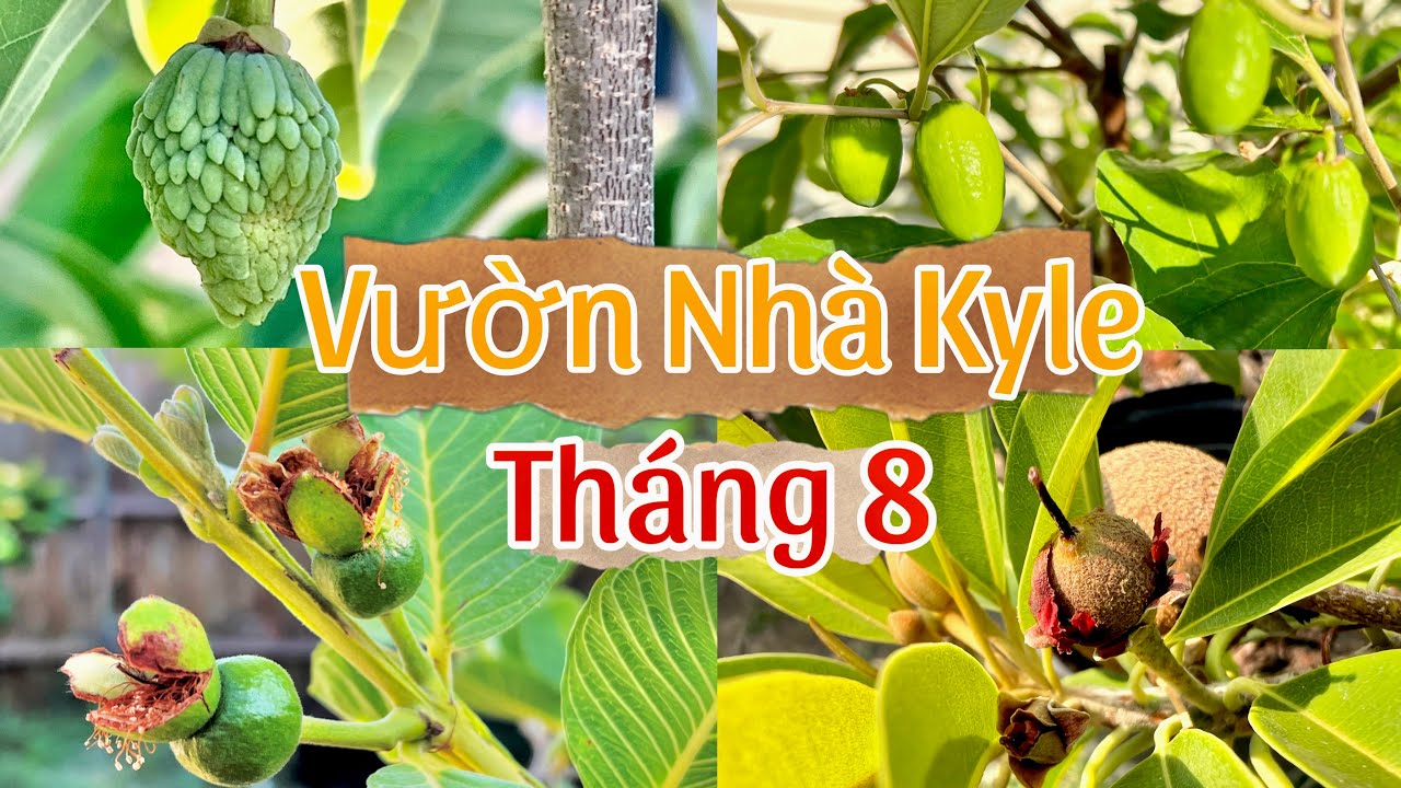 Vườn Nhà Kyle Tháng 8: Trúng Mùa Ổi Đài Loan Seedless, Mãng Cầu Úc, Táo Xanh Đài Loan, Sapoche  K063