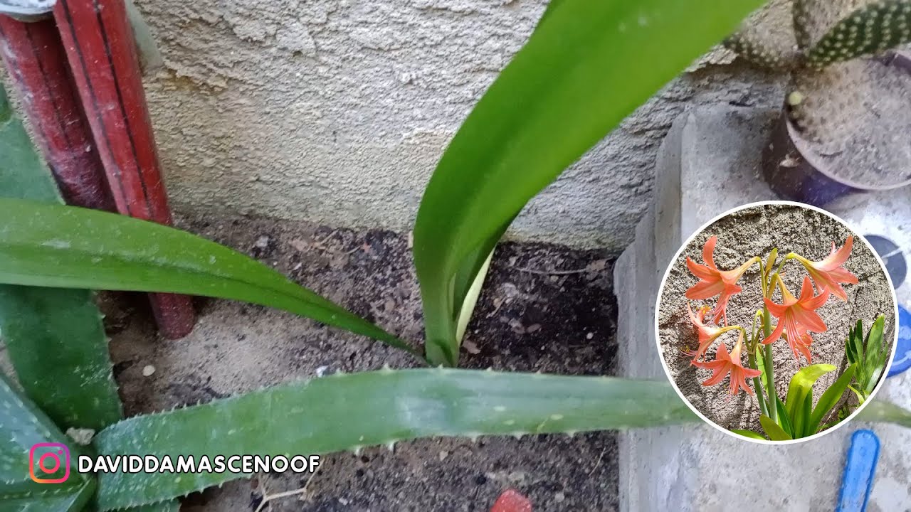 COMO PLANTAR AMARILIS ATRAV&Eacute;S DO BULBO?