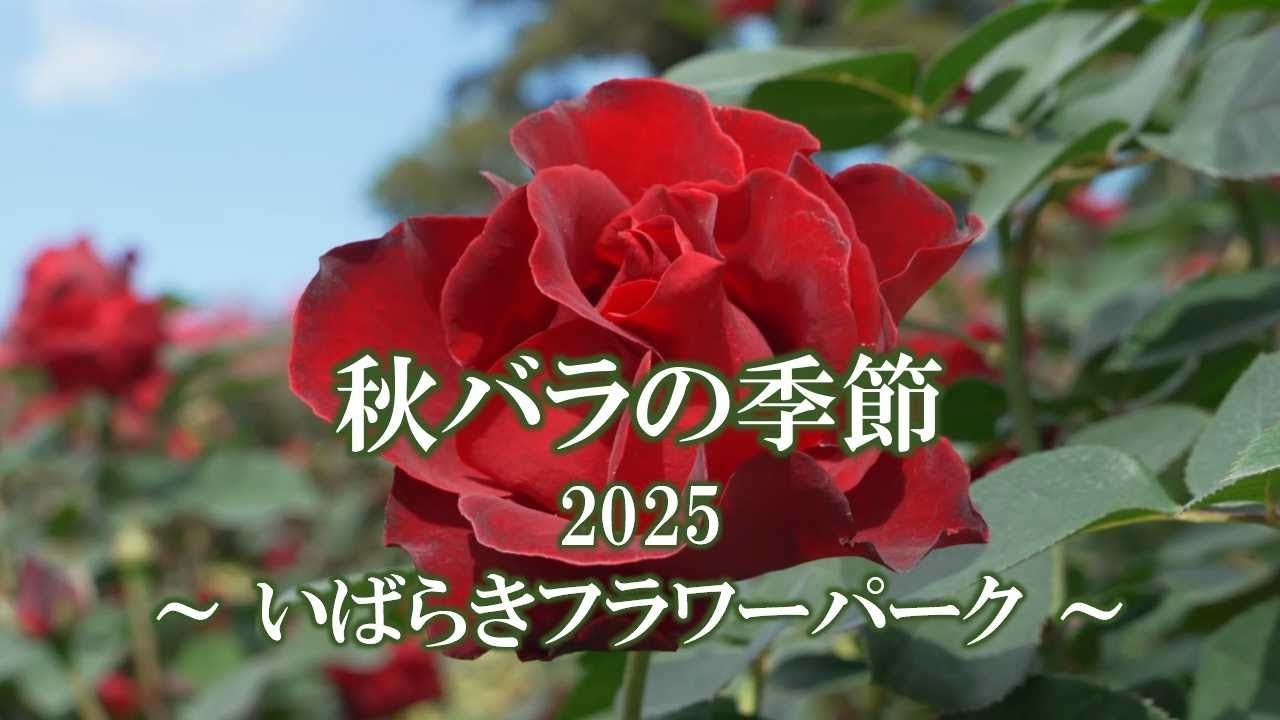 秋バラの季節 2025 ～いばらきフラワーパーク～／Autumn Rose Season at Ibaraki Flower Park in 2025