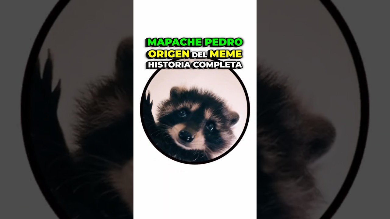 MAPACHE PEDRO ORIGEN del MEME - Historia Real Completa &iquest;Qui&eacute;n es? &iquest;C&oacute;mo se hizo viral?