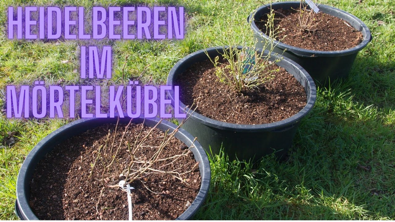 Heidelbeeren im Mörtelkübel