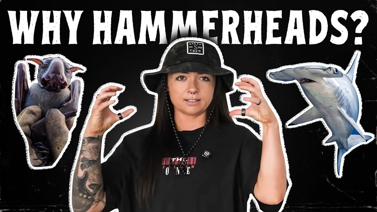 The Evolution of the Hammerhead (sharks & more!) | Lindsay Nikole