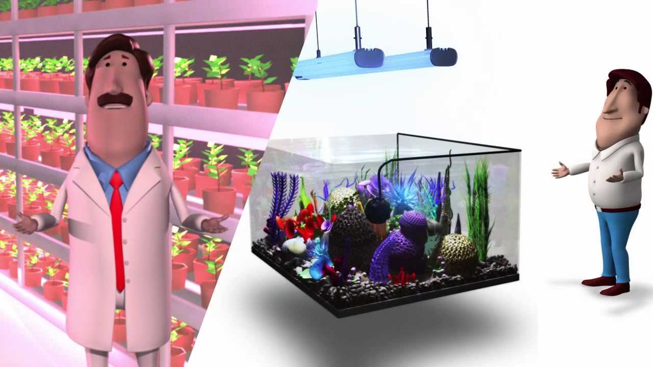 Build My LED Company Overview