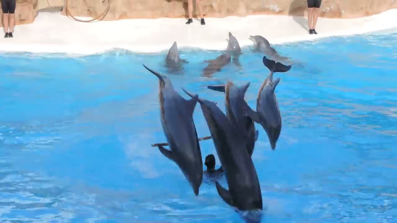 Teneriffa - Delphin Show - Loro Parque