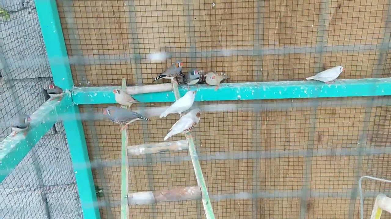 الفناجس زيبرا مشروع مربح جدا بس فيه شروط تابع الفديو للنهايه وتوكل ع الله اذا عندك هذه الموصفات