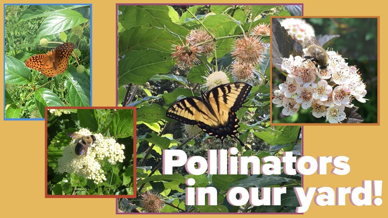 Pollinators in our yard!
