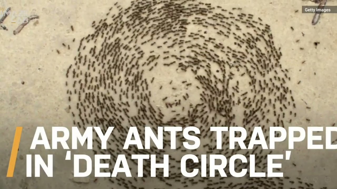 Evolving Ants