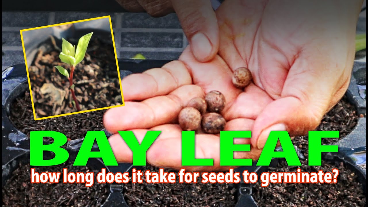 BAY LEAF - HOW LONG DOES IT TAKE FOR SEEDS TO GERMINATE? PAANO PATUBUIN ANG BUTO NG LAUREL?