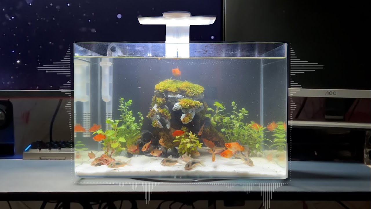 Stone Crab Fish Tank | Relaxing Music for Sleep, Study, Meditation | 1h #NanoTank #aquarium #lofi