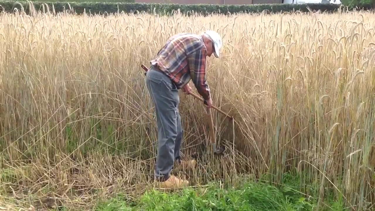 Rogge maaien met de zicht en de mathaak