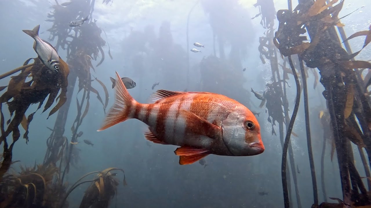 Kelp Forests South Africa 2024
