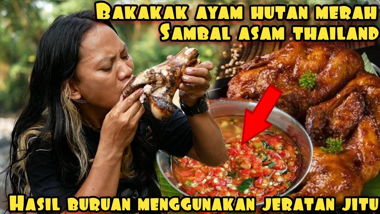 BERBURU AYAM HUTAN MERAH PAKE JERATAN JITU AUTO PANEN