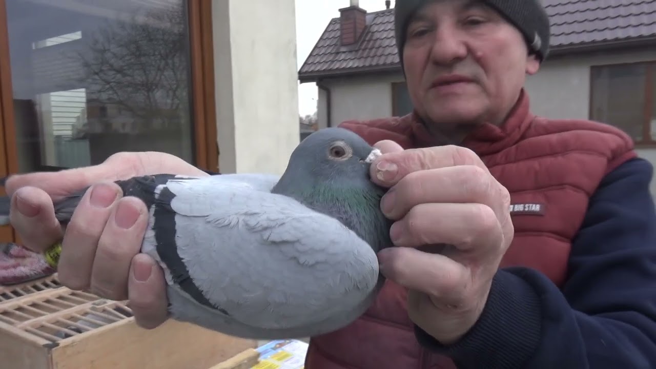 HURRICAN 51- ROTHE-SUPER GOŁĘBIE DO ROZPŁODU- TEL: 513 016 809