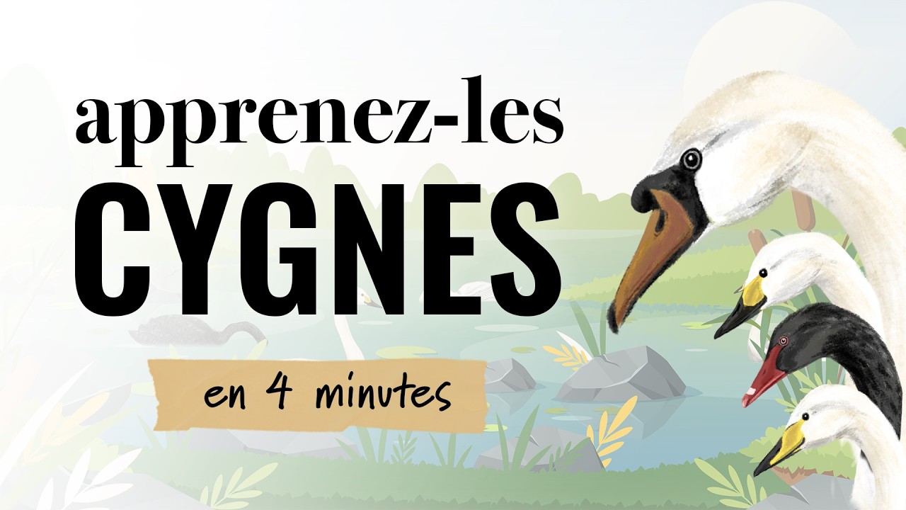Identifiez les cygnes | Apprenez-les tous #20