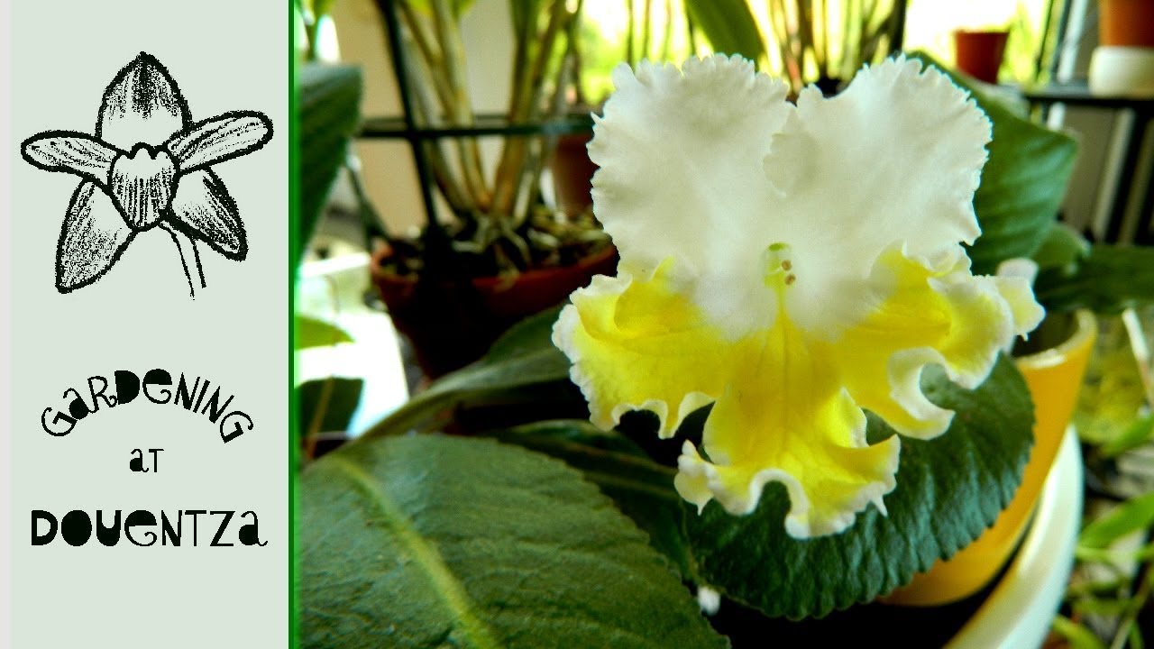 A Yellow Streptocarpus - Marilyn, Lolita & others
