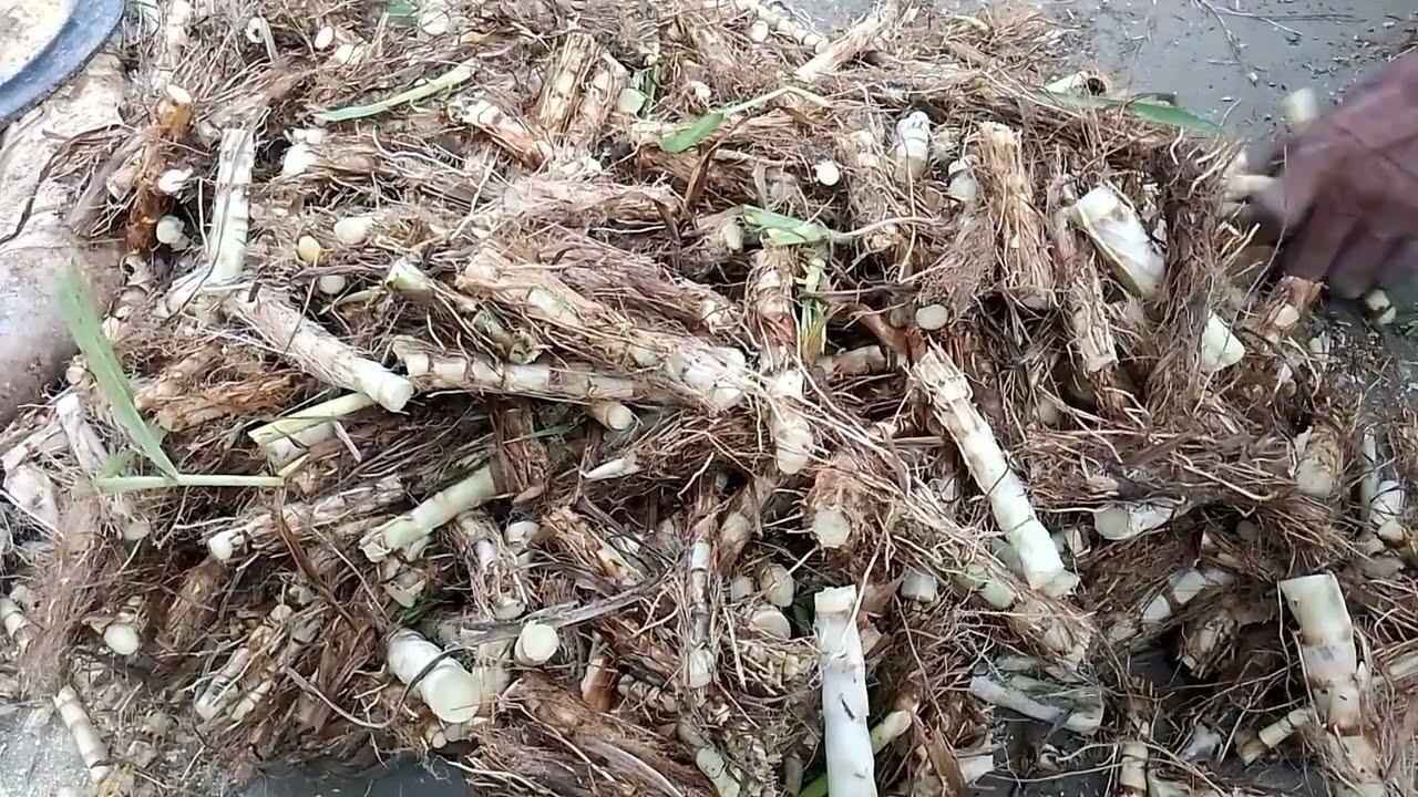 স্মার্ট নেপিয়ার ঘাসে খামারের খাবারের খরচ অর্ধেক