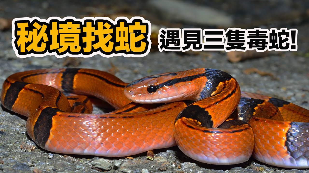 發現台灣最美蛇!再度相遇百步蛇 山神負傷攻擊!樹頂的超大臭青母?達人帶路的精彩夜晚!