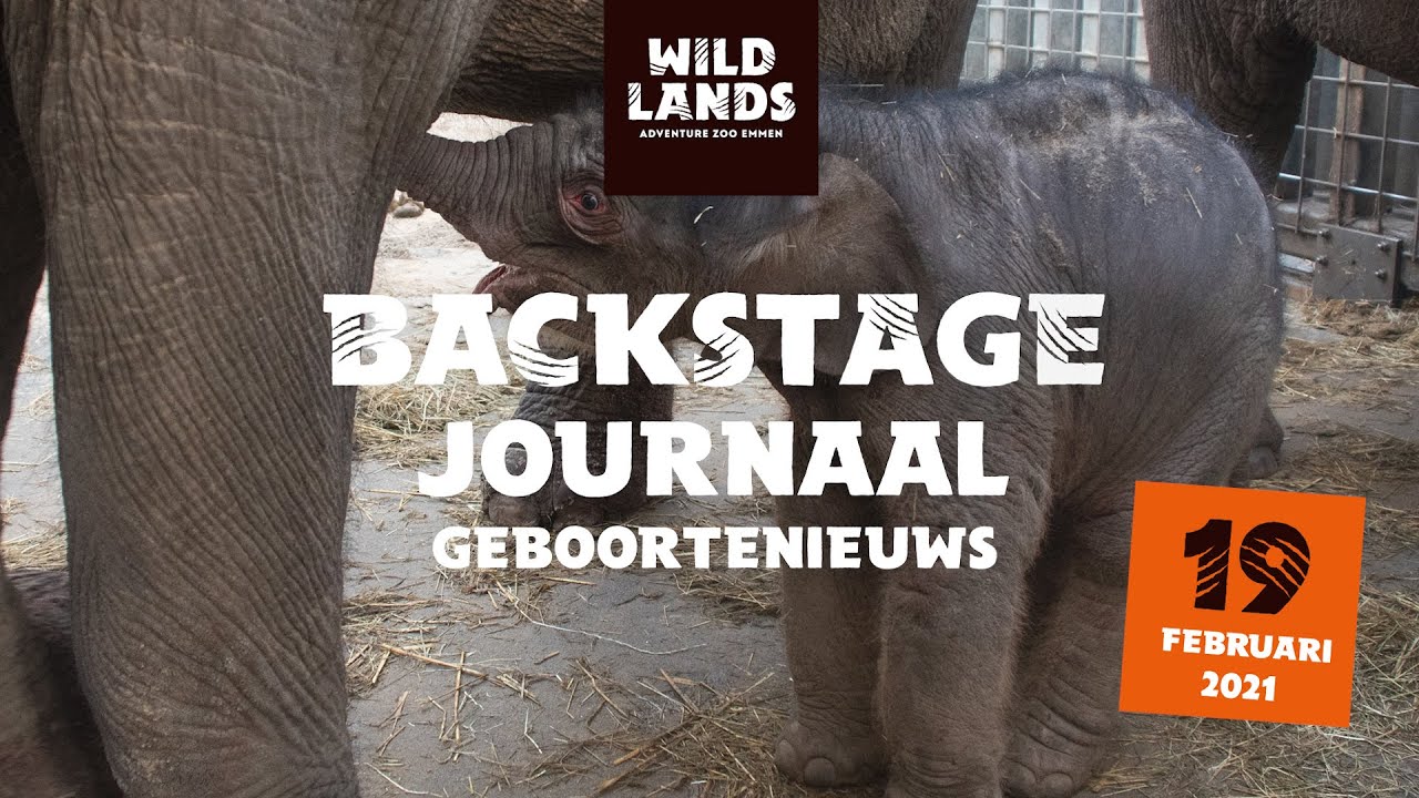 WILDLANDS Backstage Journaal geboortenieuws 19 februari 2021