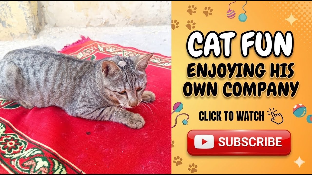 Cat Fun | Enjoying His Own Company | Gaplu Cats 