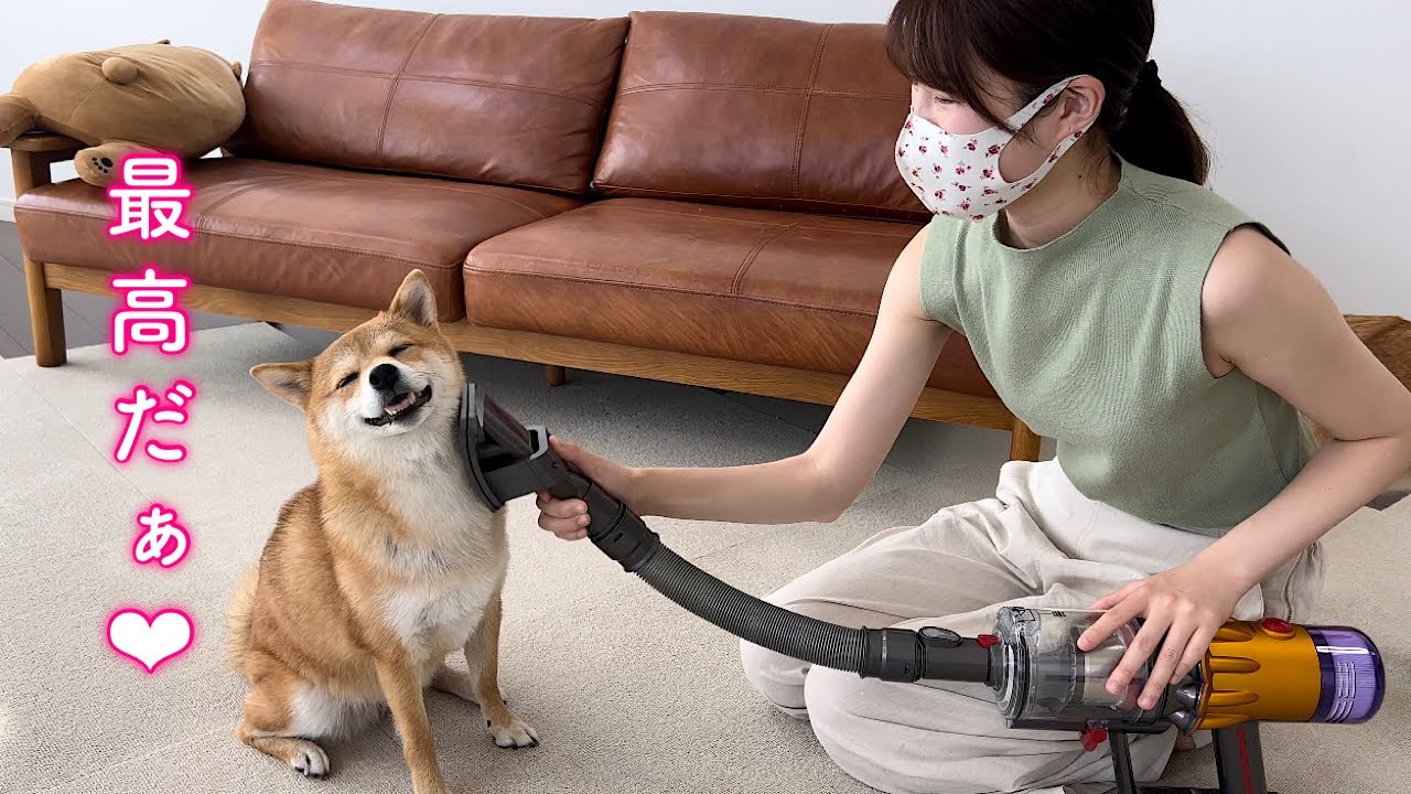 掃除機に吸われてなくなりそうな柴犬が可愛い