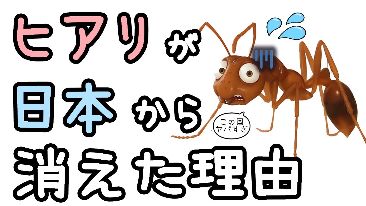 日本のヒアリはどこへ行ってしまったのか