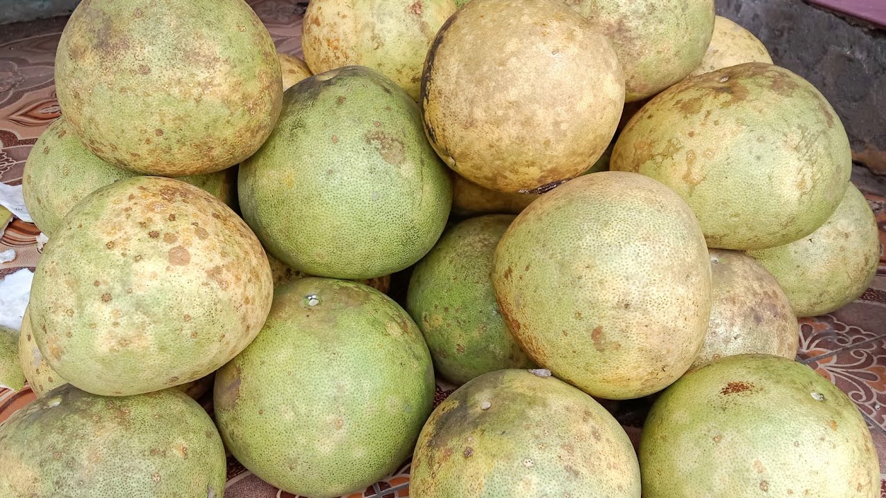 Siap Panen Jeruk Adasduku. 