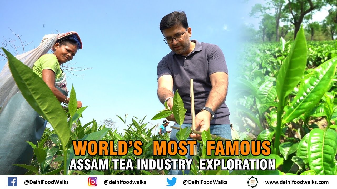 World's Most Famous Assam Tea Industry Explorations