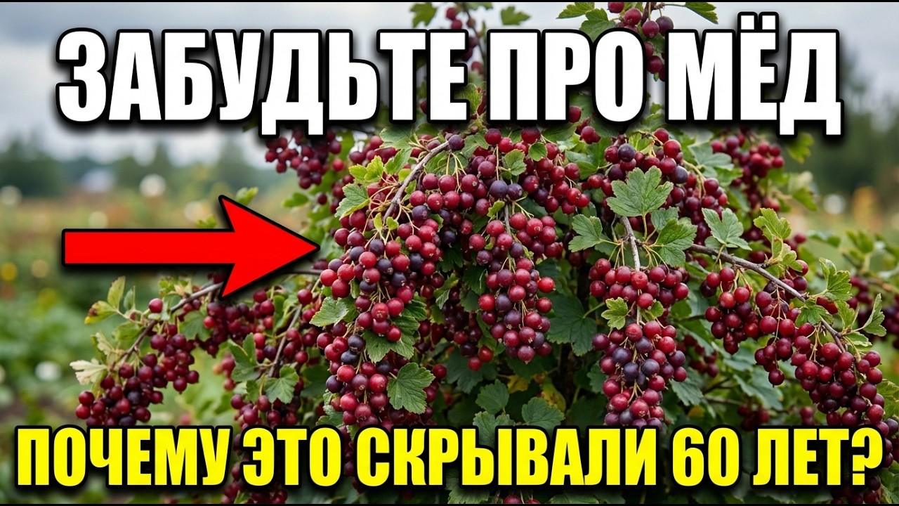 Забудьте про мёд. Этот кустарник плодоносит 60 лет — почему он не популярен в России?