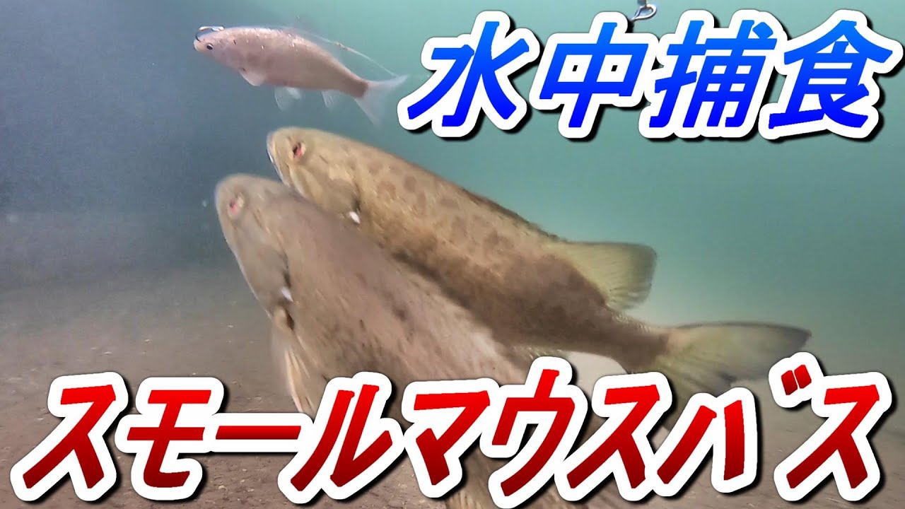 水中映像】スモールマウスバス、泳がせとミミズの捕食シーン