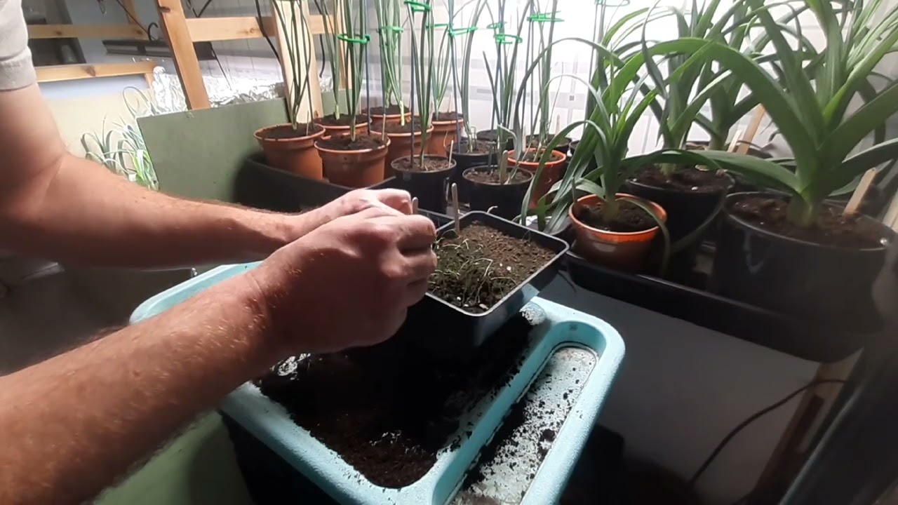 POTTING ON MY  AILSA CRAIG ONIONS