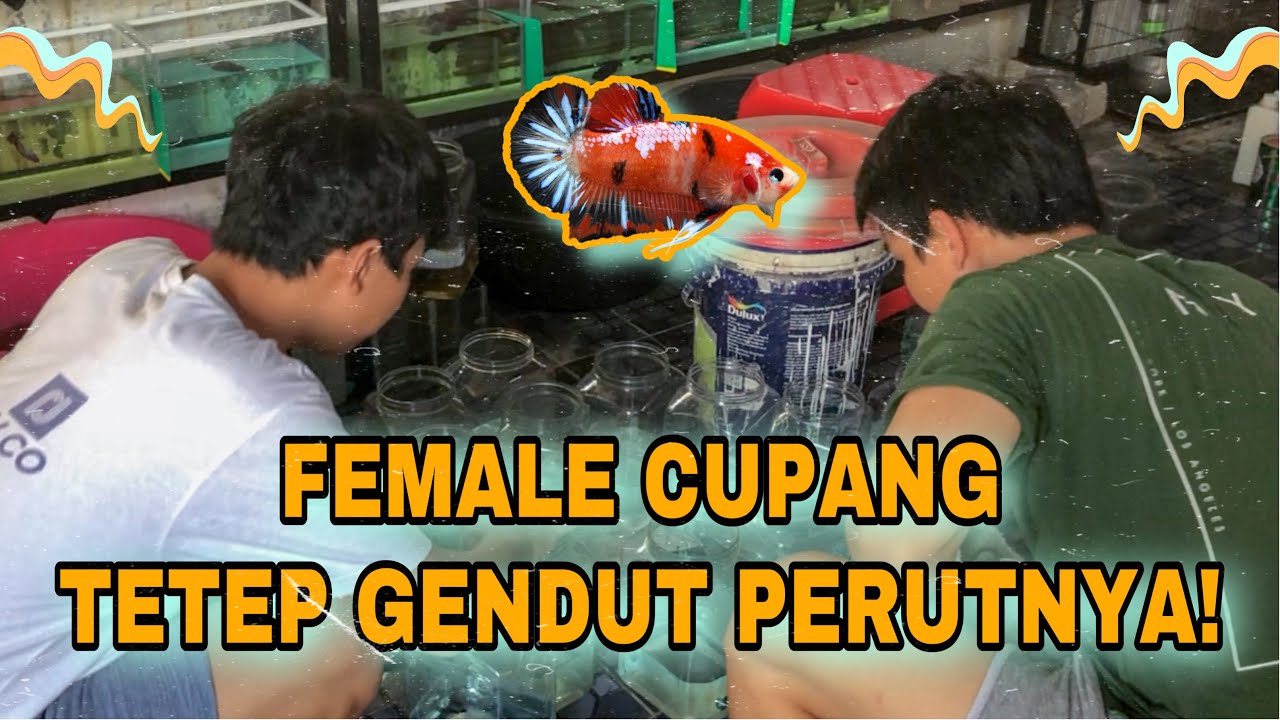 Pindahin Betina Cupang dari Botol ke Toples 4 Liter! - Betina Cupang Full Telur