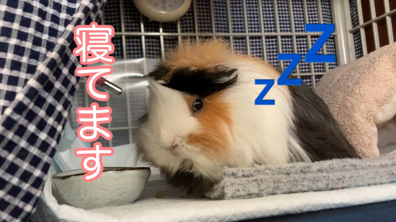 モルモット【ぷいぷいが寝てるところ撮影出来ました】I was able to take a photo of Puipui sleeping.