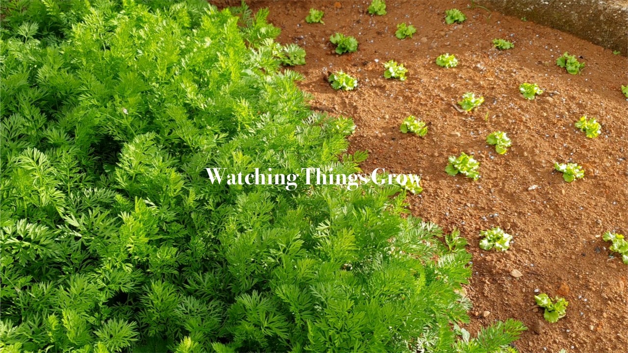 Watching Things Grow | Gardening: From Seeds to Harvest | Vlog