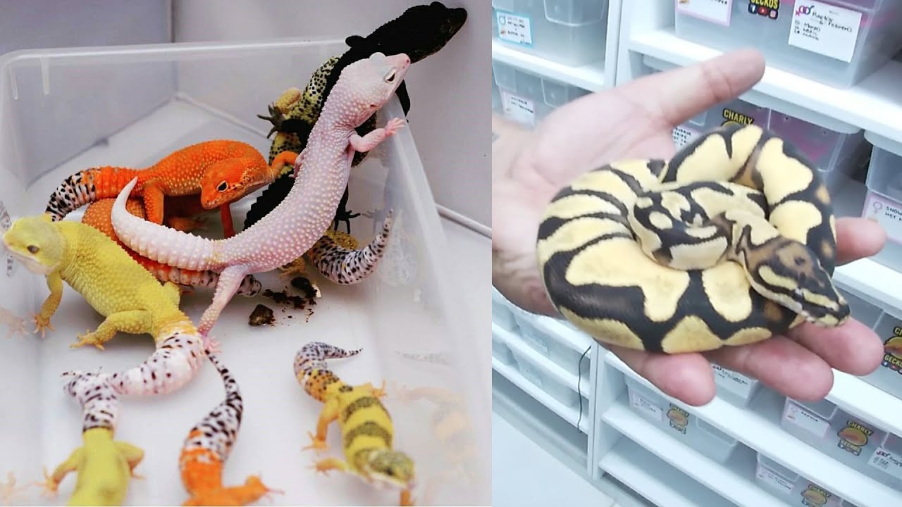 La Colección de geckos leopardo  y serpientes de charli geckos