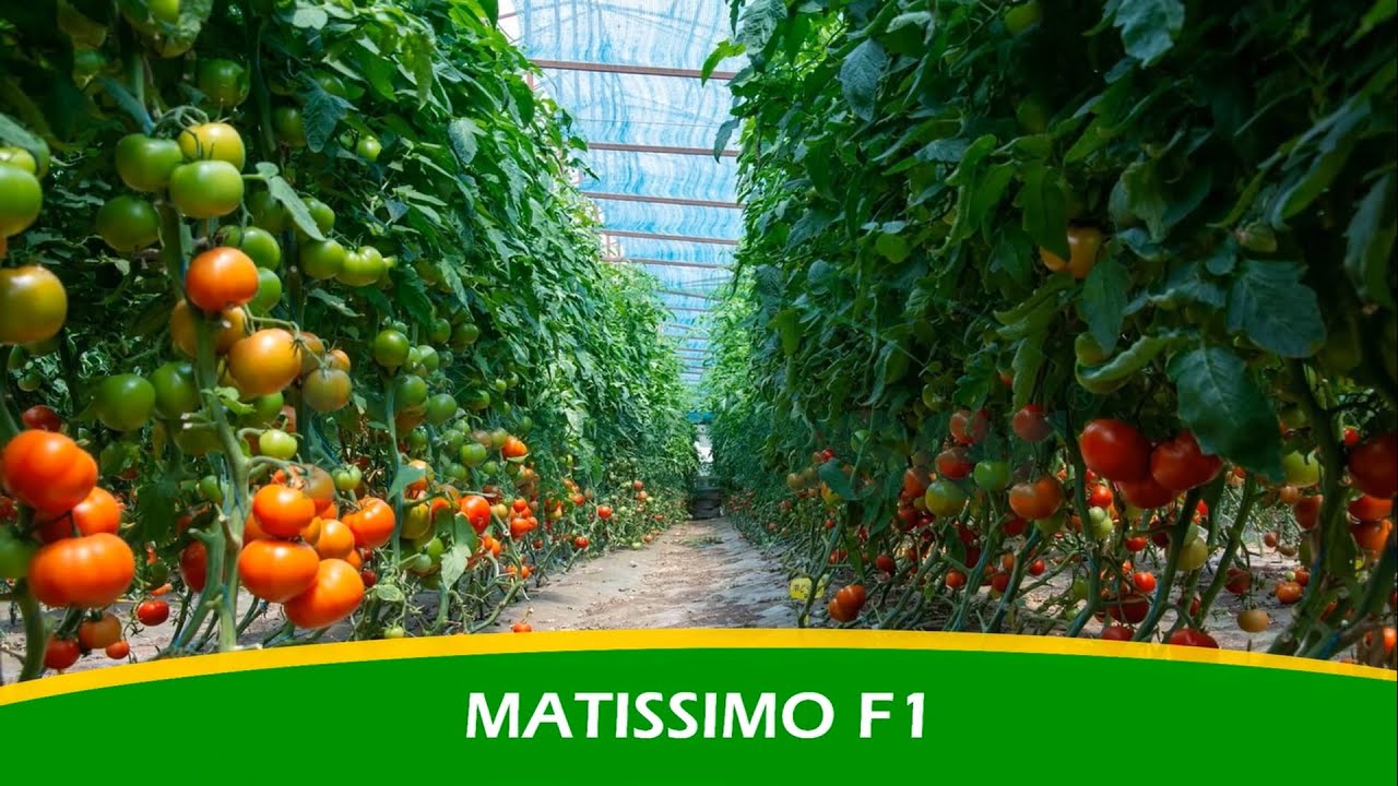 MATISSIMO F1 SEMİNİS
