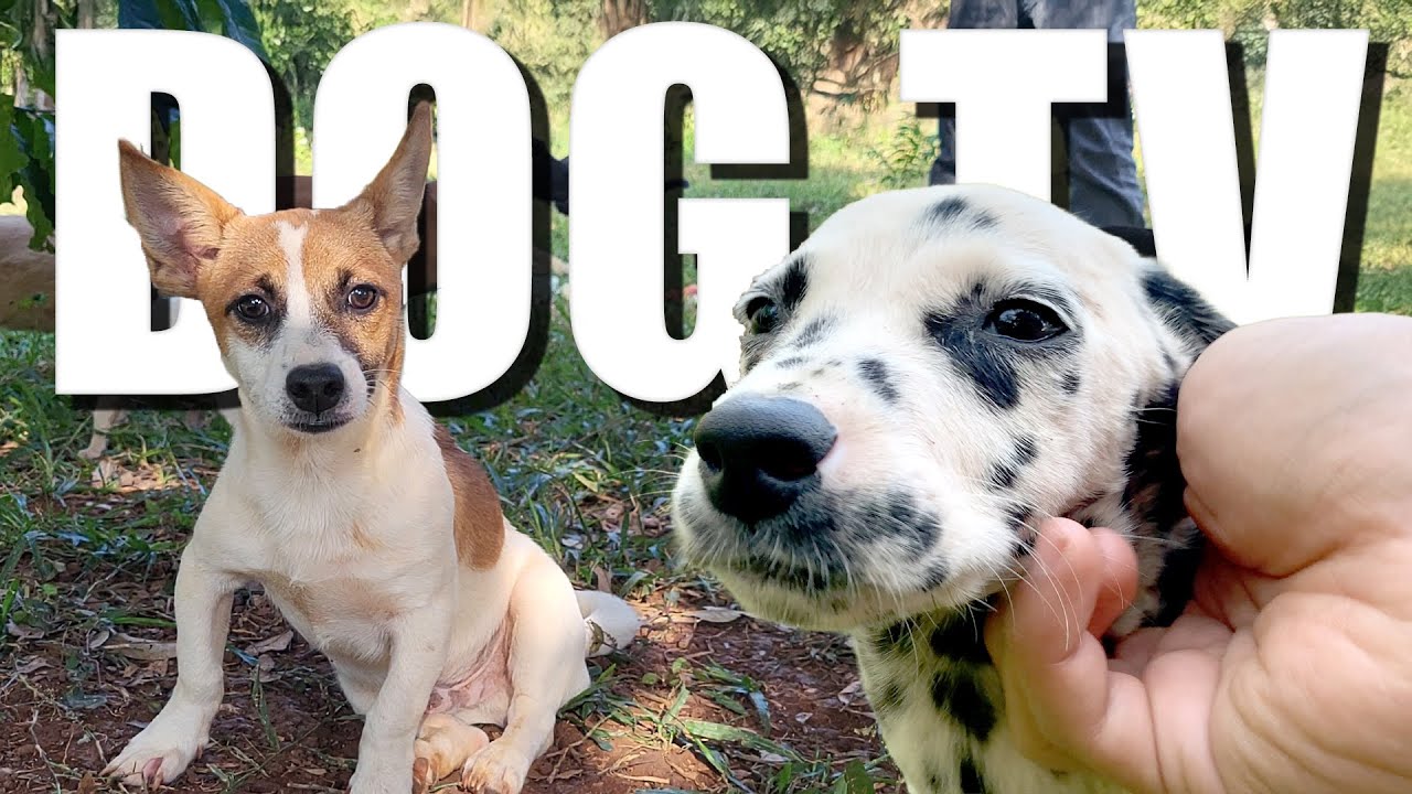 Daycare for your dog! 🐶 10 HOURS Video for Dogs To Watch 🐾 Relax with my dog 🐶 Dog Sounds Barking